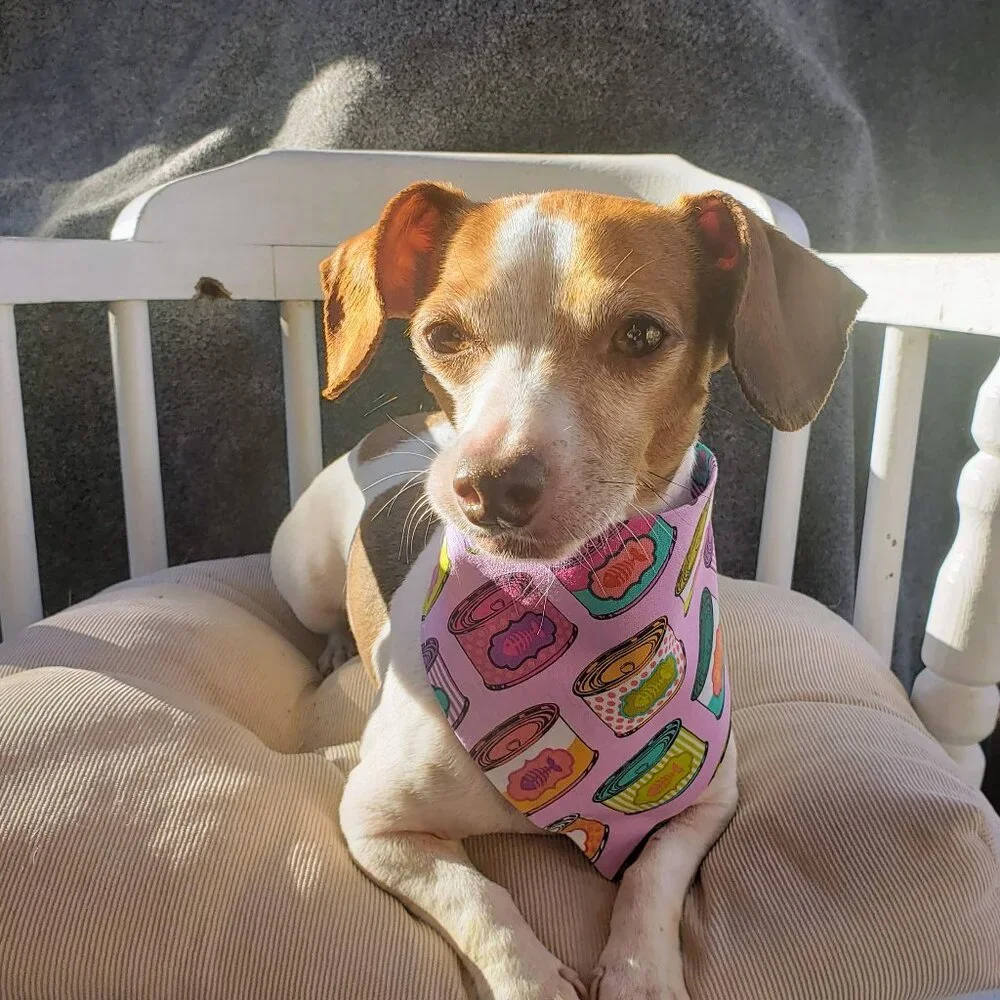 Clip on Dog Bandana With Buckle Pet Cat Bandanna Scarf Tuna Fish Can Fun